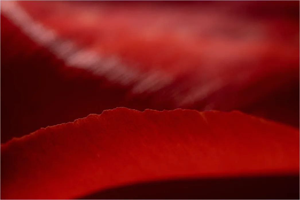 Detail Tulpe Makro Nahaufnahme Blütenblatt Struktur Number 9