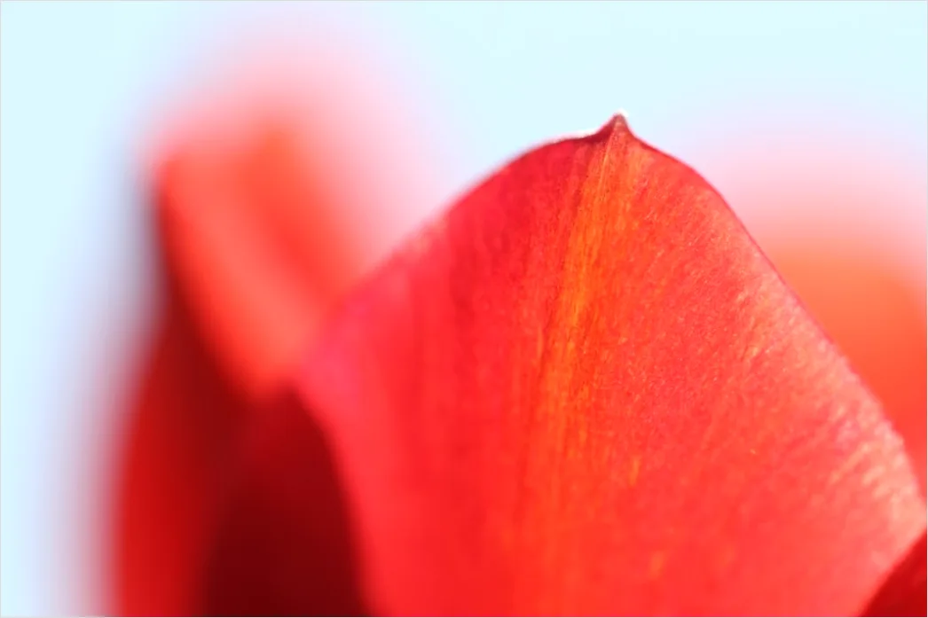 Detail Tulpe Makro Nahaufnahme Blütenblatt Struktur Number 10