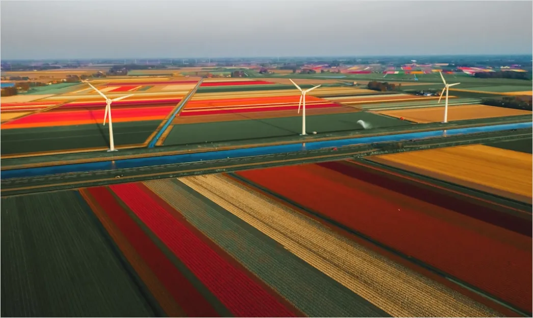 Tulpenfeld Holland Bunt Fruehling Da4f