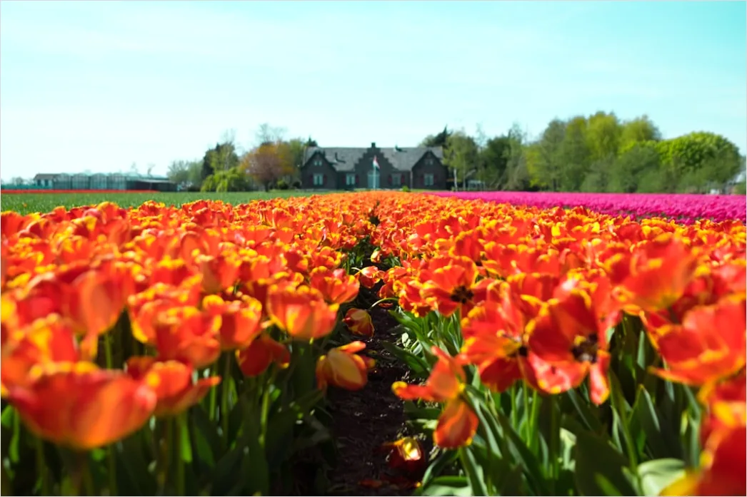 Detail Tulpenfeld Holland Bunt Frühling Number 2