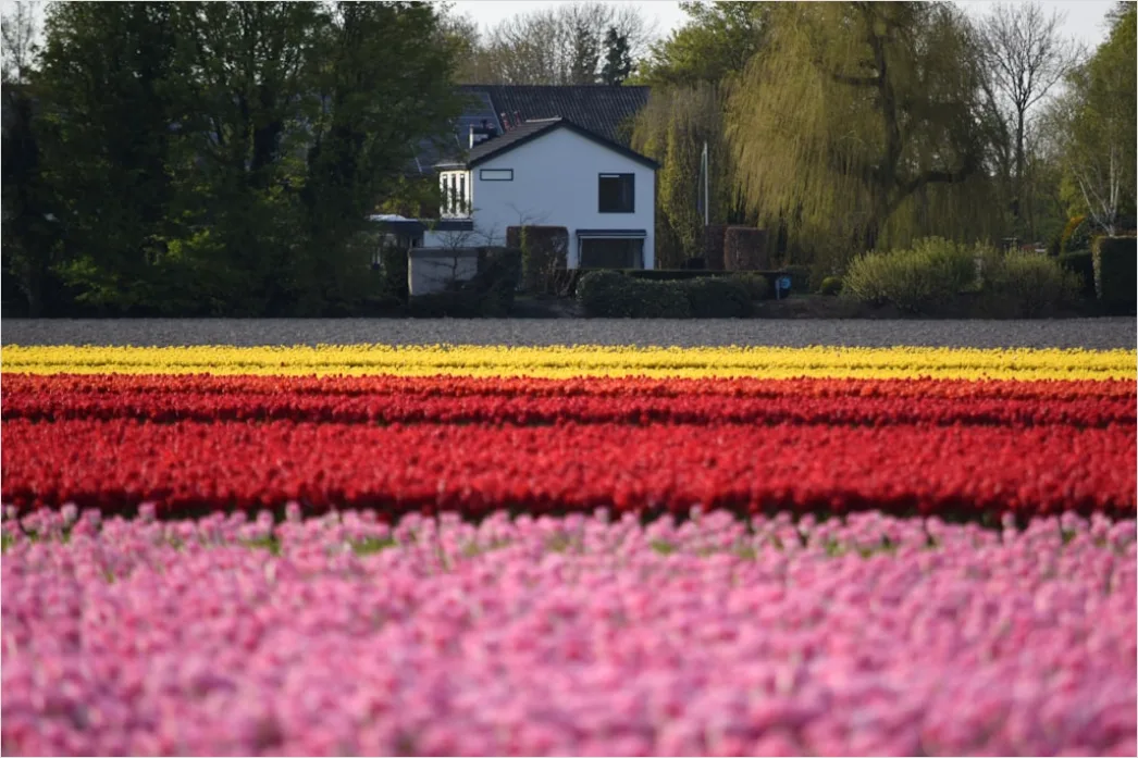 Detail Tulpenfeld Holland Bunt Frühling Number 12