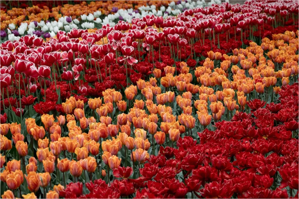 Detail Tulpenfeld Holland Bunt Frühling Number 13