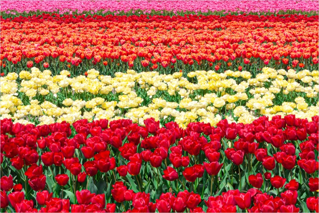 Detail Tulpenfeld Holland Bunt Frühling Number 14