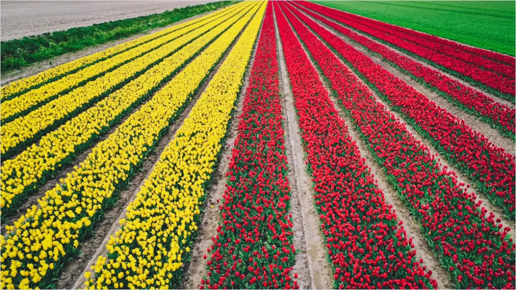 Detail Tulpenfeld Holland Bunt Frühling Number 15