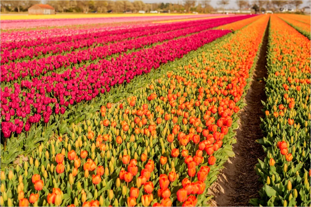Detail Tulpenfeld Holland Bunt Frühling Number 17