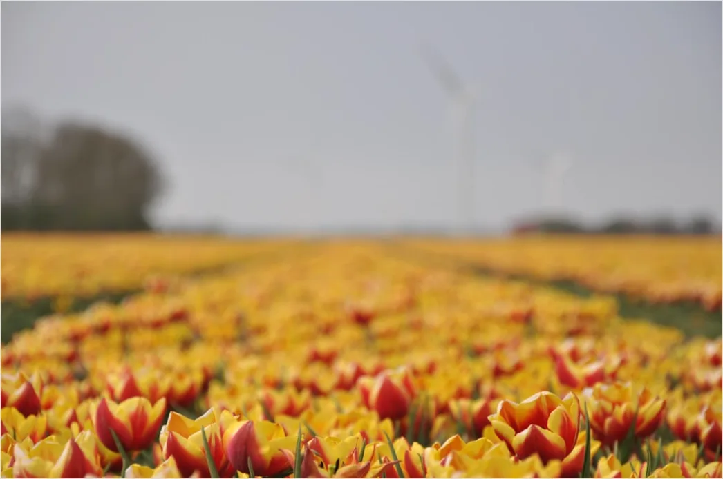 Detail Tulpenfeld Holland Bunt Frühling Number 18