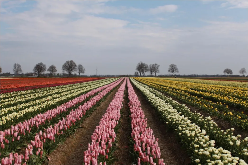Detail Tulpenfeld Holland Bunt Frühling Number 19