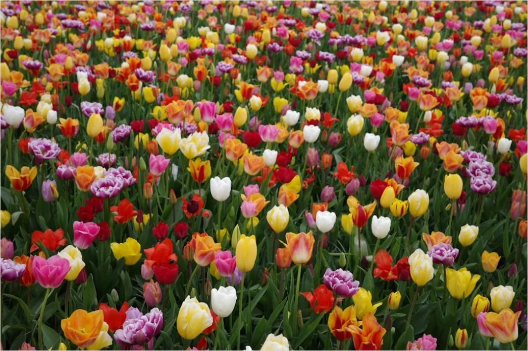 Detail Tulpenfeld Holland Bunt Frühling Number 20