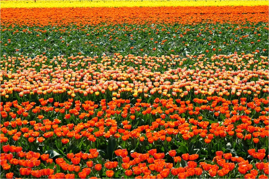 Detail Tulpenfeld Holland Bunt Frühling Number 3