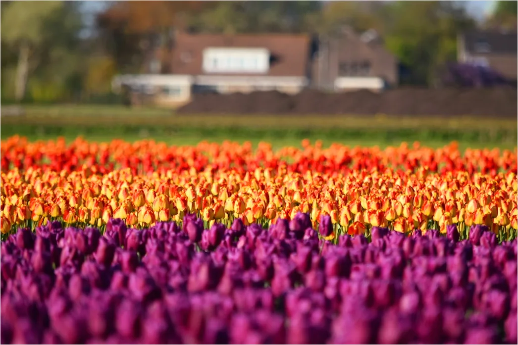 Detail Tulpenfeld Holland Bunt Frühling Number 4