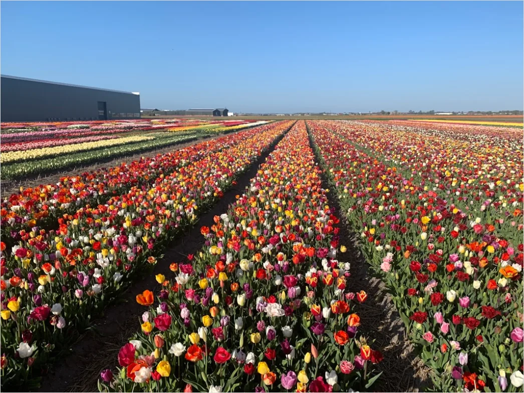 Detail Tulpenfeld Holland Bunt Frühling Number 5