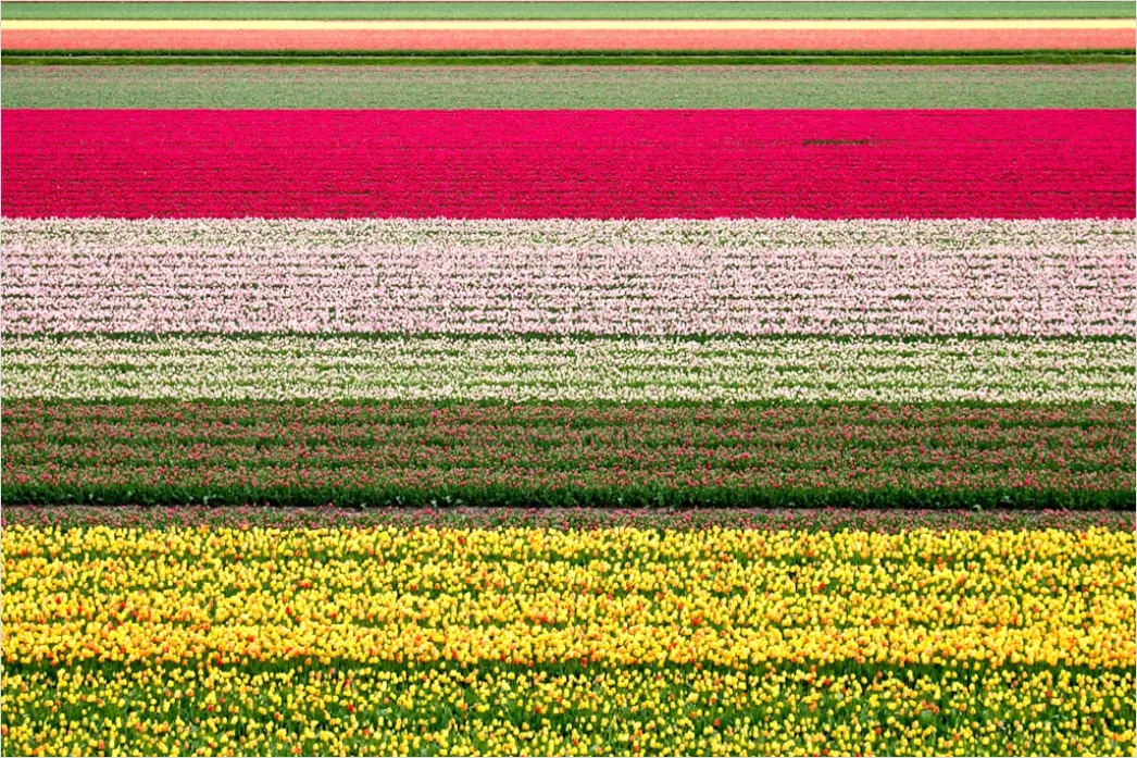 Detail Tulpenfeld Holland Bunt Frühling Number 6