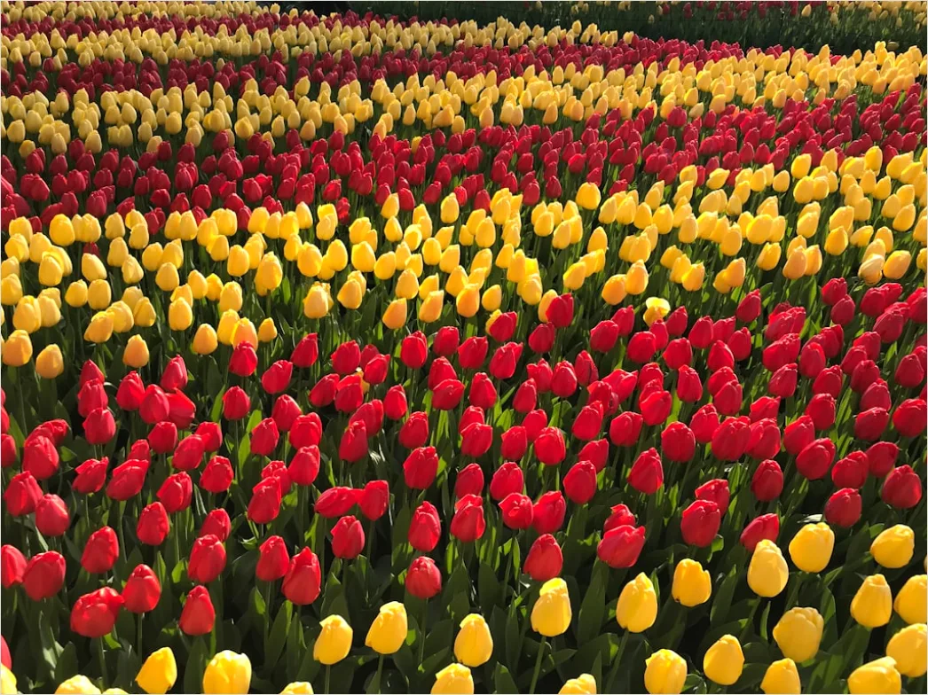 Detail Tulpenfeld Holland Bunt Frühling Number 7