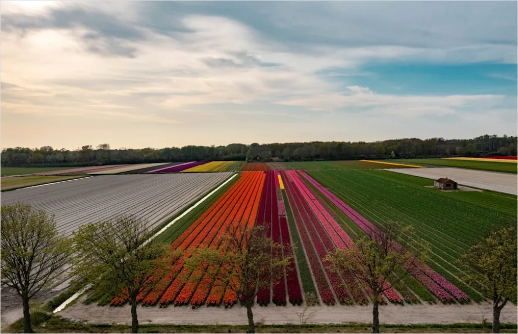Detail Tulpenfeld Holland Bunt Frühling Number 9