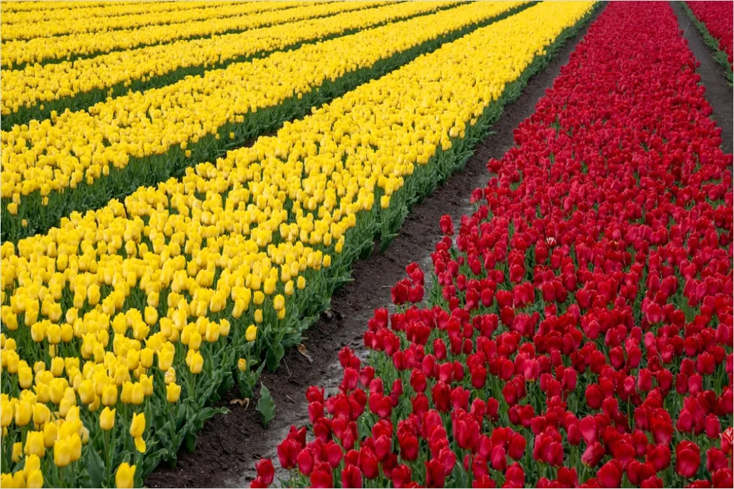 Detail Tulpenfeld Holland Bunt Frühling Number 10