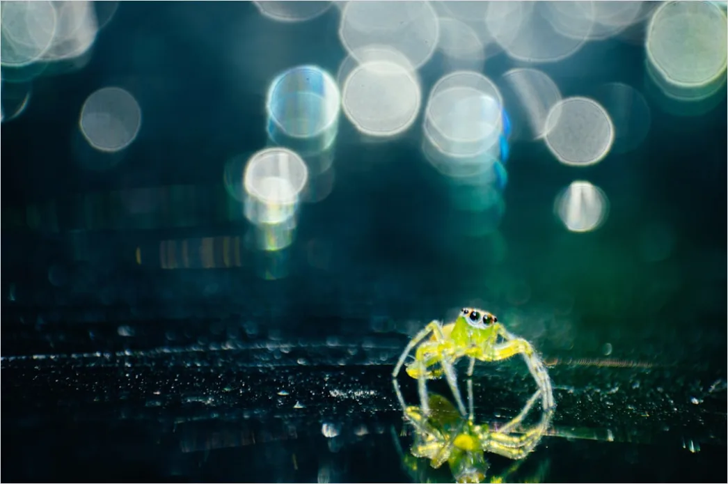 Detail Verlobungsring Makro Nahaufnahme Bokeh Number 11