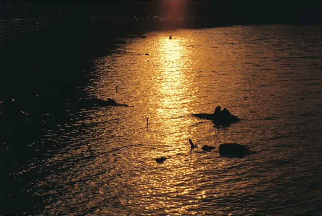 Vogel Silhouette Sonnenuntergang Bda8