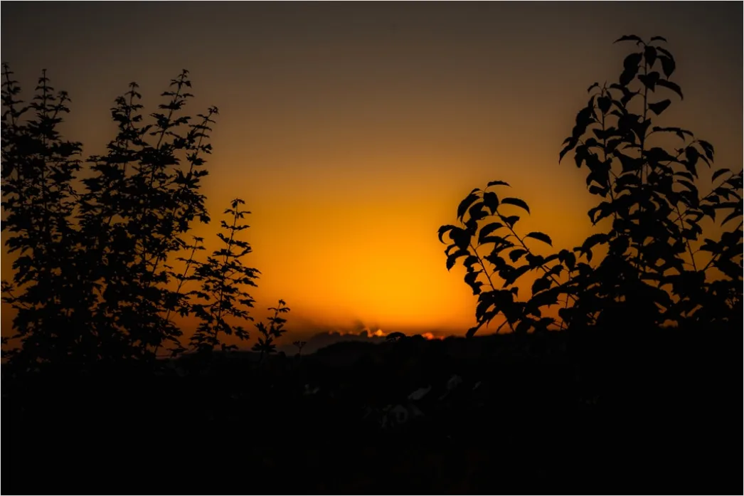 Detail Vogel Silhouette Sonnenuntergang Number 13