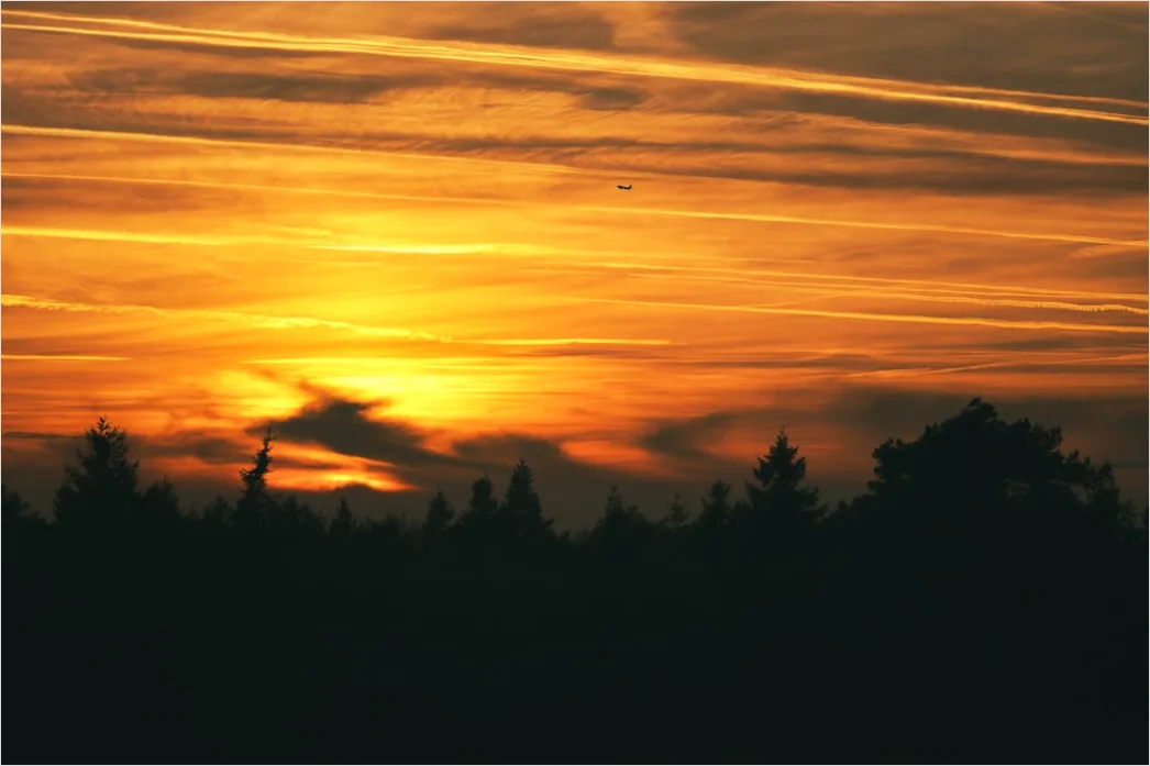 Detail Vogel Silhouette Sonnenuntergang Number 7