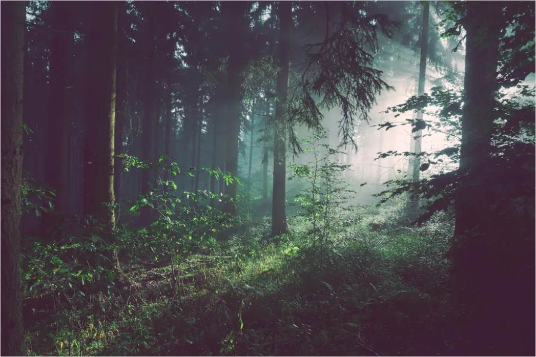 Wald Morgen Nebel Licht Stimmungsvoll 5782