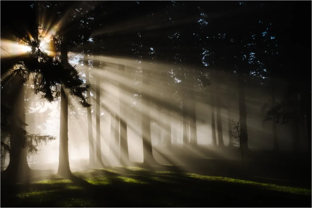 Detail Wald Morgen Nebel Licht Stimmungsvoll Number 2