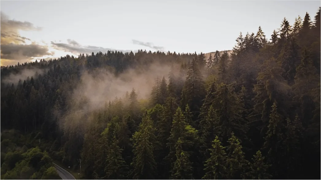 Detail Wald Morgen Nebel Licht Stimmungsvoll Number 14