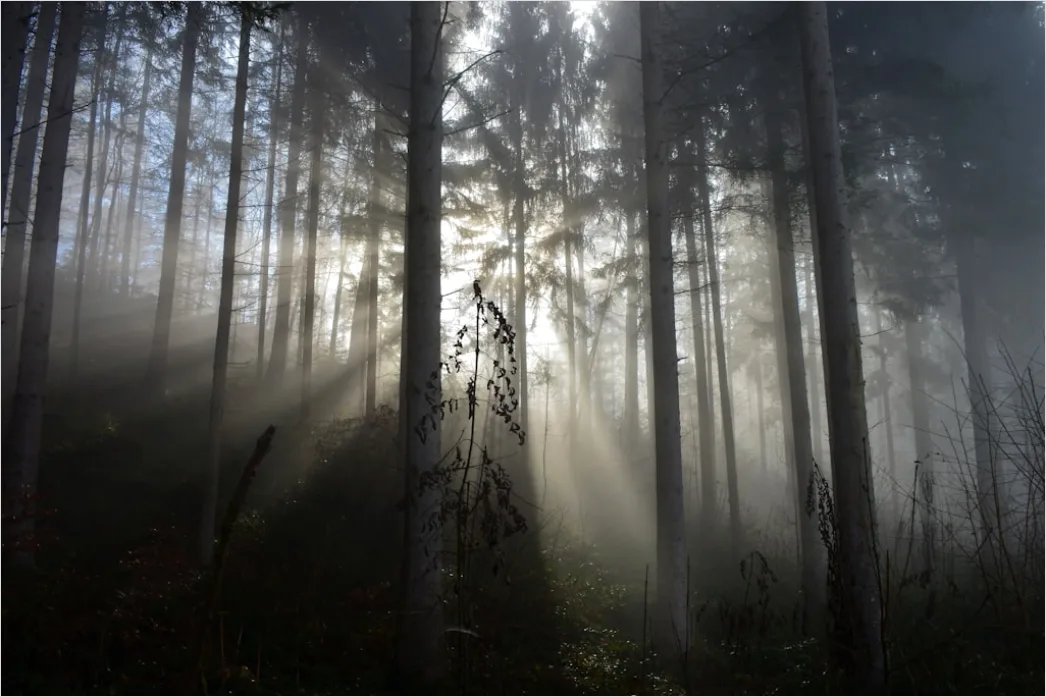 Detail Wald Morgen Nebel Licht Stimmungsvoll Number 16