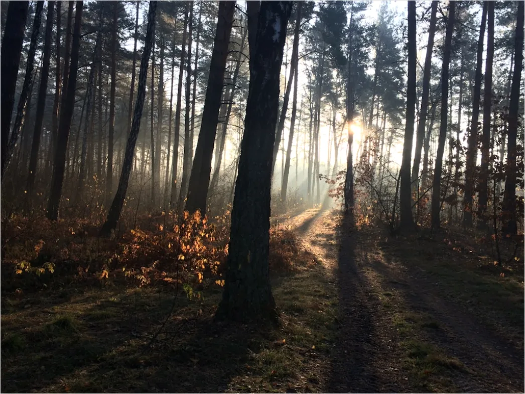 Detail Wald Morgen Nebel Licht Stimmungsvoll Number 19