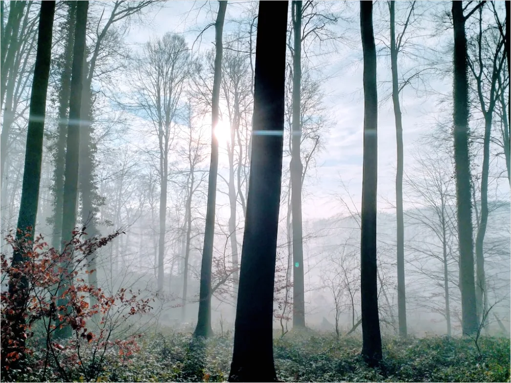 Detail Wald Morgen Nebel Licht Stimmungsvoll Number 20