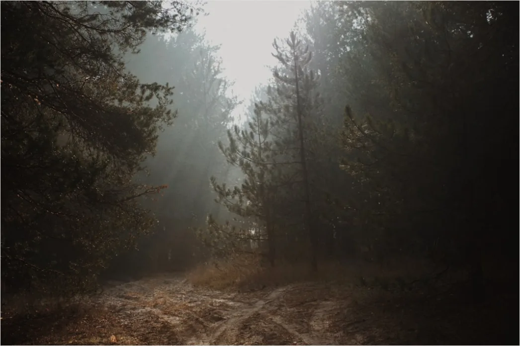 Detail Wald Morgen Nebel Licht Stimmungsvoll Number 3