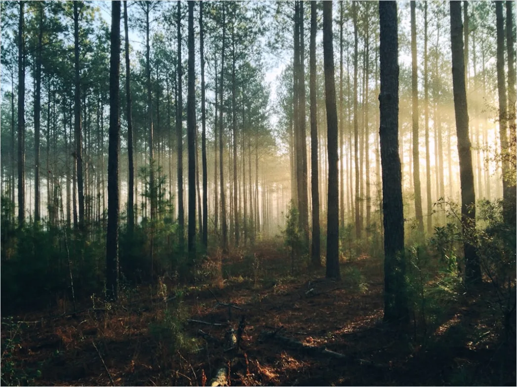 Detail Wald Morgen Nebel Licht Stimmungsvoll Number 4