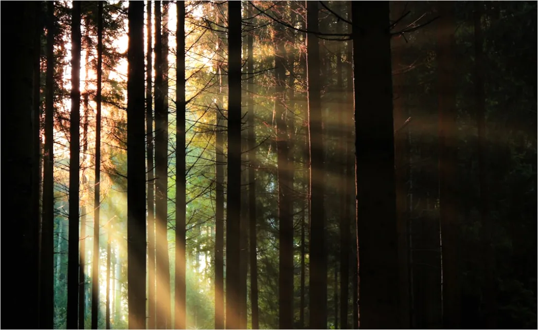 Detail Wald Morgen Nebel Licht Stimmungsvoll Number 7