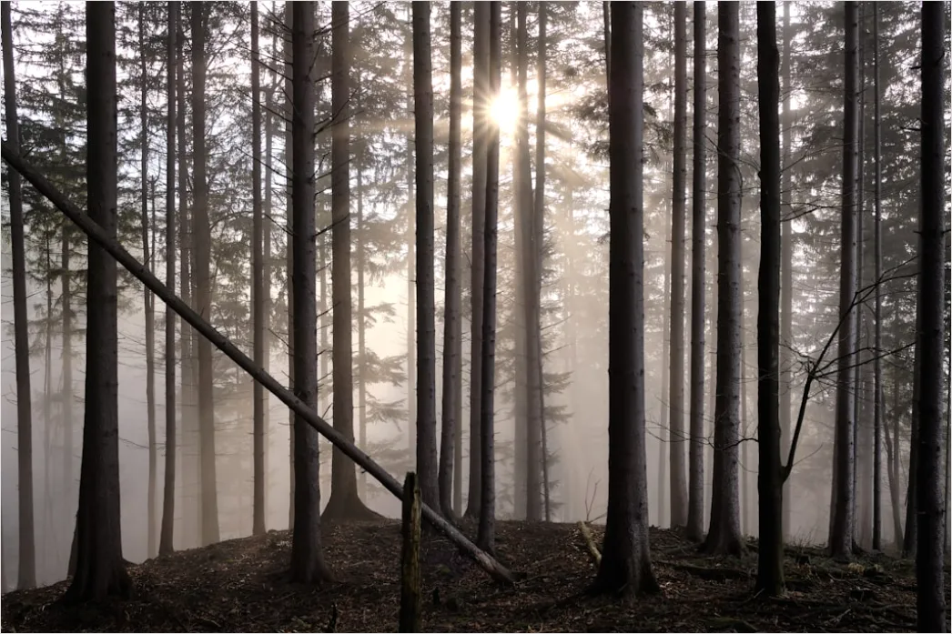 Detail Wald Sonnenstrahlen Bäume Nebel Morgen Number 15