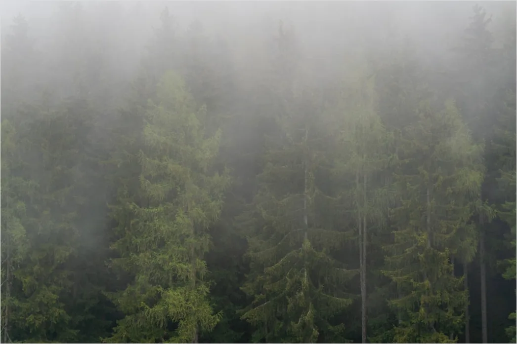 Detail Wald Sonnenstrahlen Bäume Nebel Morgen Number 16