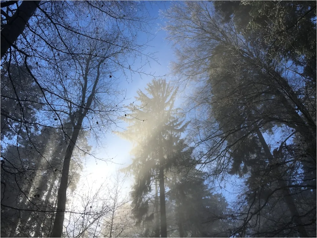 Detail Wald Sonnenstrahlen Bäume Nebel Morgen Number 18