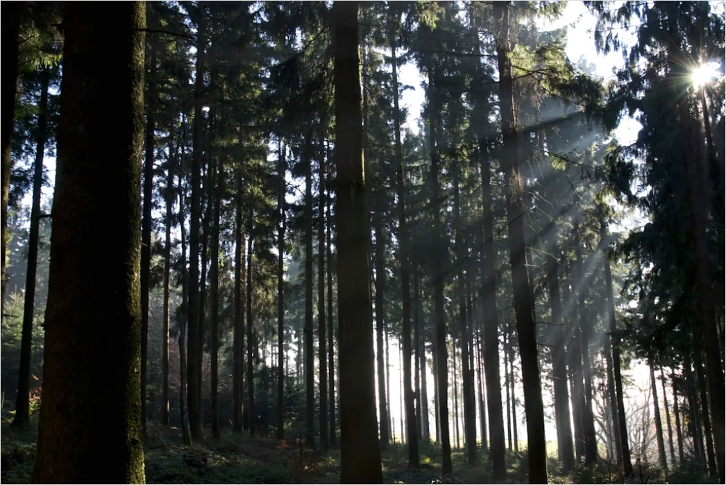 Detail Wald Sonnenstrahlen Bäume Nebel Morgen Number 19