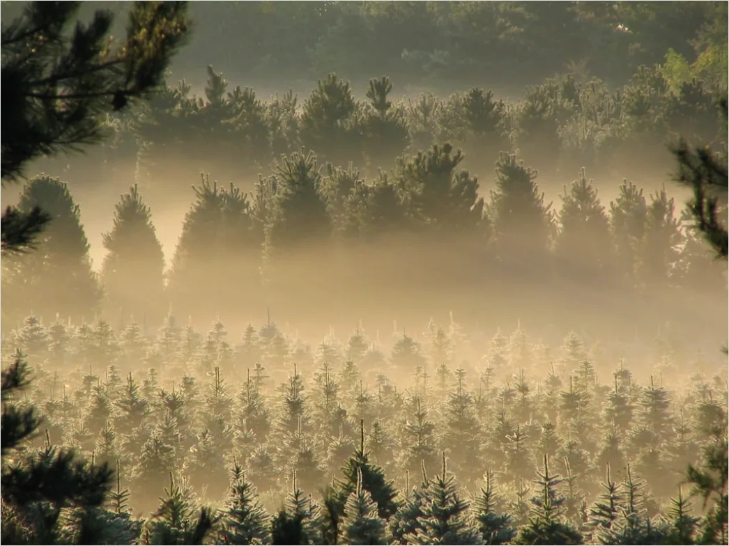 Detail Wald Sonnenstrahlen Bäume Nebel Morgen Number 20
