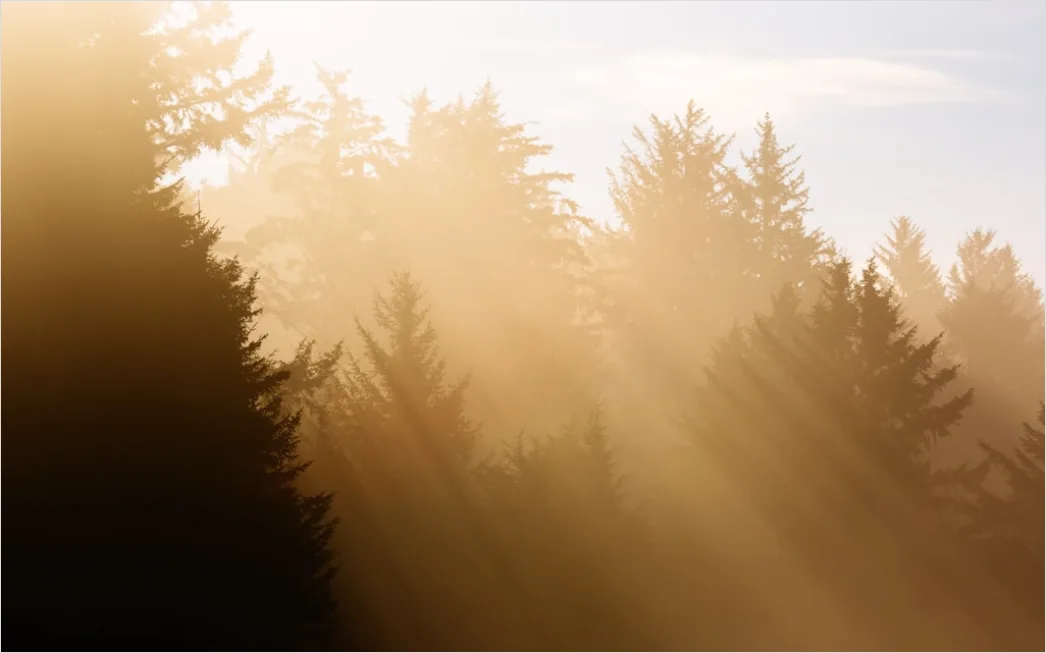 Detail Wald Sonnenstrahlen Bäume Nebel Morgen Number 3