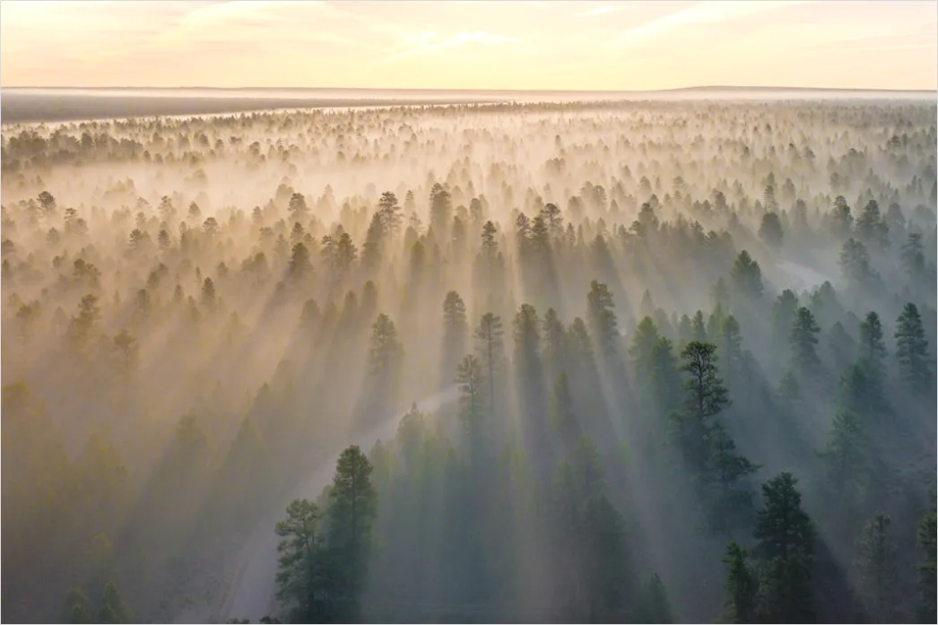 Detail Wald Sonnenstrahlen Bäume Nebel Morgen Number 5