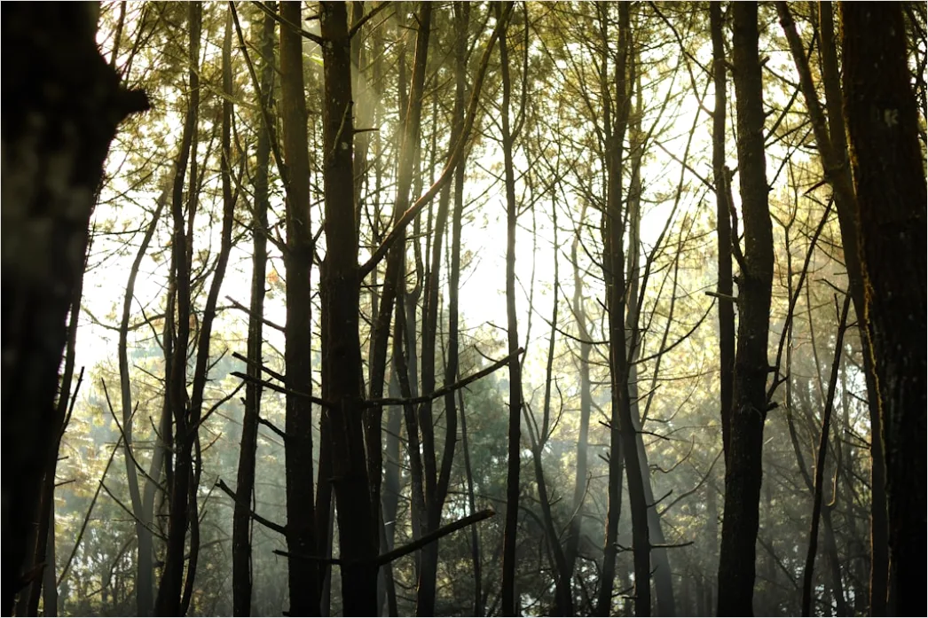 Detail Wald Sonnenstrahlen Bäume Nebel Morgen Number 8