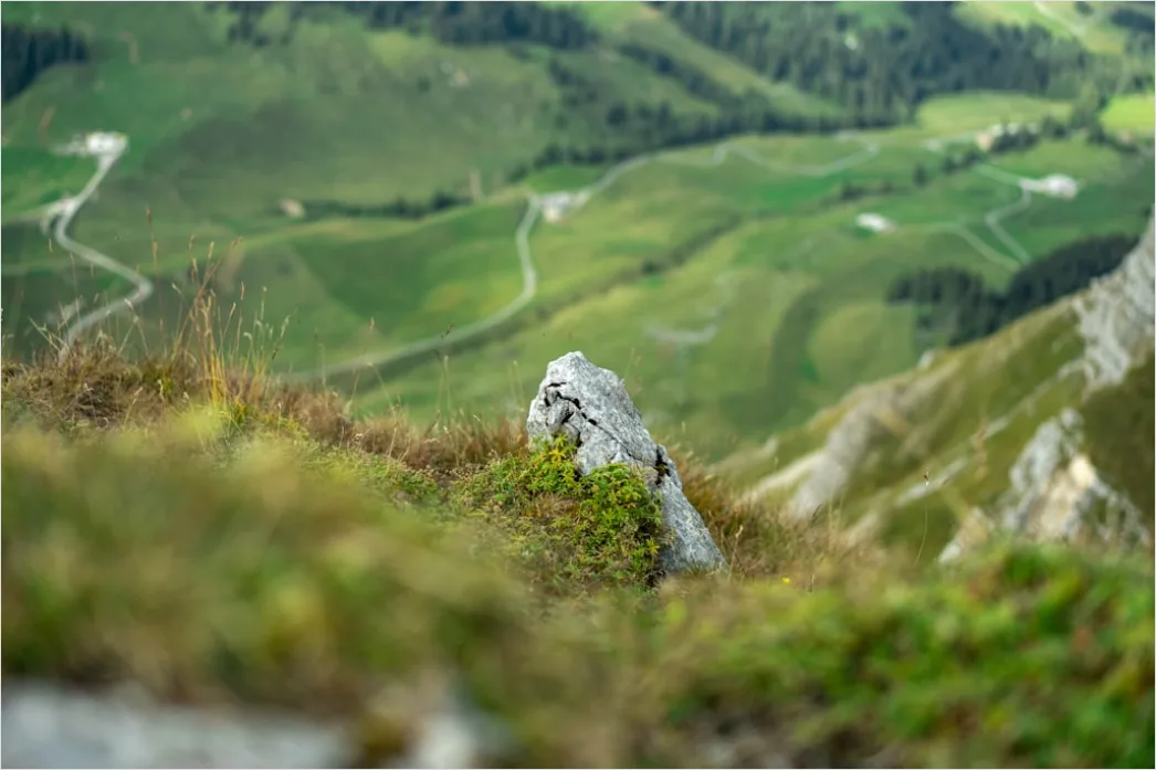 Detail Waldbach Steine Moos Nahaufnahme Number 15