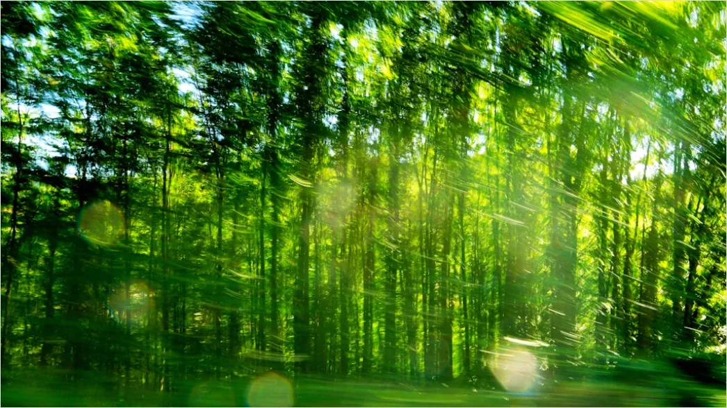 Detail Waldlichtung Sonnenstrahlen Sommer Grün Number 19