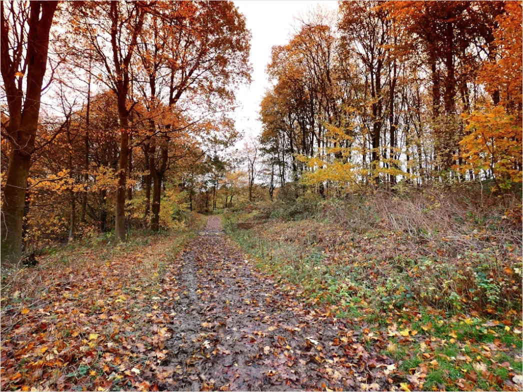 Detail Waldweg Herbst Laub Bunt Perspektive Number 12