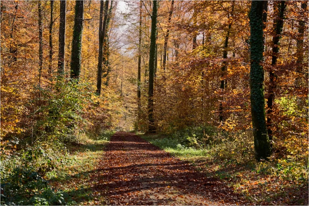 Detail Waldweg Herbst Laub Bunt Perspektive Number 7