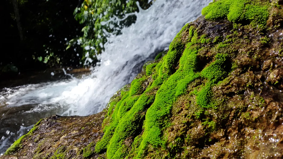 Detail Wasserfall Tropisch üppig Grün Nahaufnahme Number 13