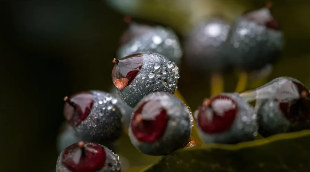 Detail Wassertropfen Auf Frucht Makro Nahaufnahme Number 2