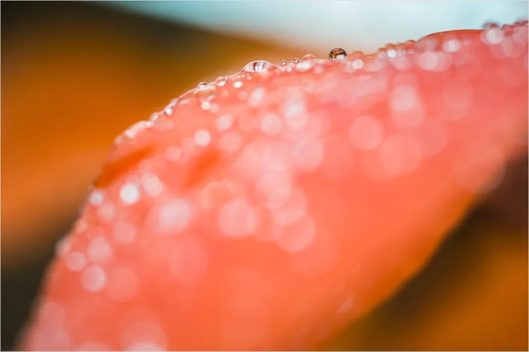 Detail Wassertropfen Auf Frucht Makro Nahaufnahme Number 13