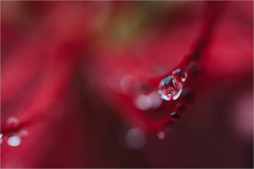 Detail Wassertropfen Auf Frucht Makro Nahaufnahme Number 15
