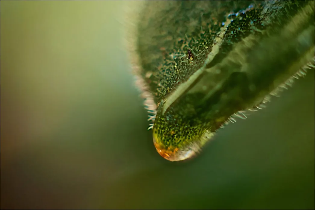 Detail Wassertropfen Auf Frucht Makro Nahaufnahme Number 17