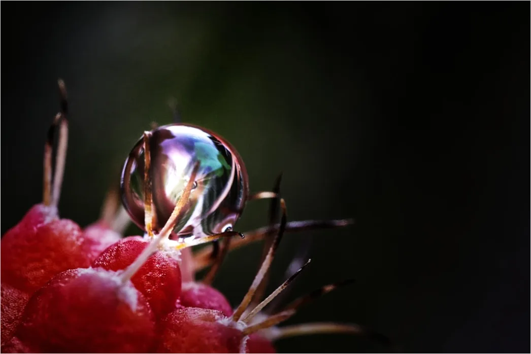 Detail Wassertropfen Auf Frucht Makro Nahaufnahme Number 18